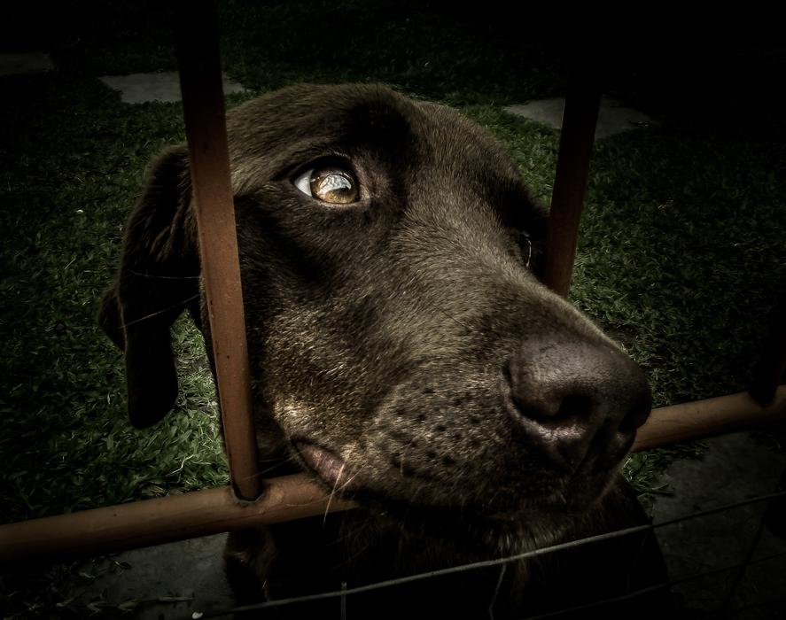 Portrait of the cute and beautiful, black dog behind the bars