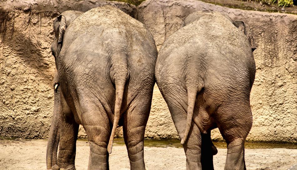 Elephant Together Torque