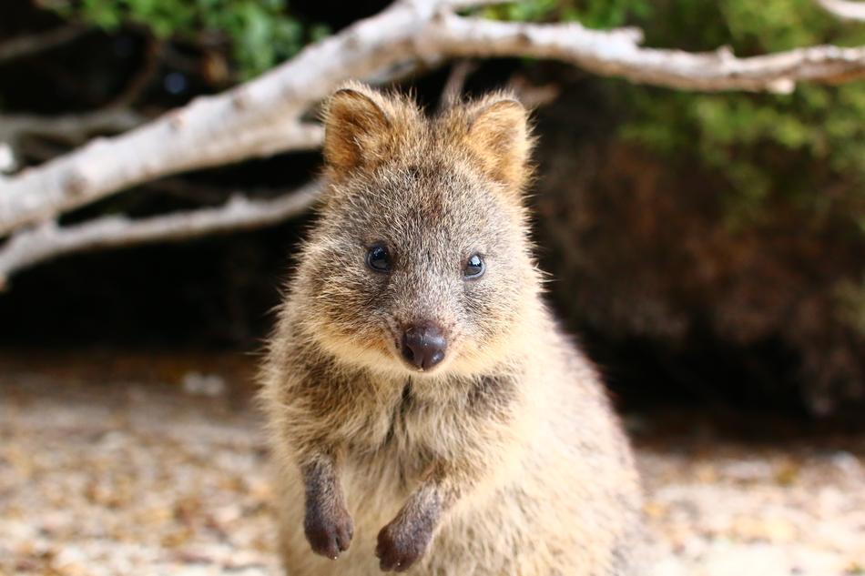 camera, portrait of a cute animal