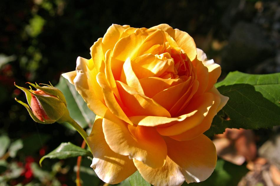 Crown Princess Margaret Rose flowers