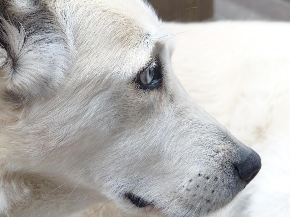 portrait of White Dog Face