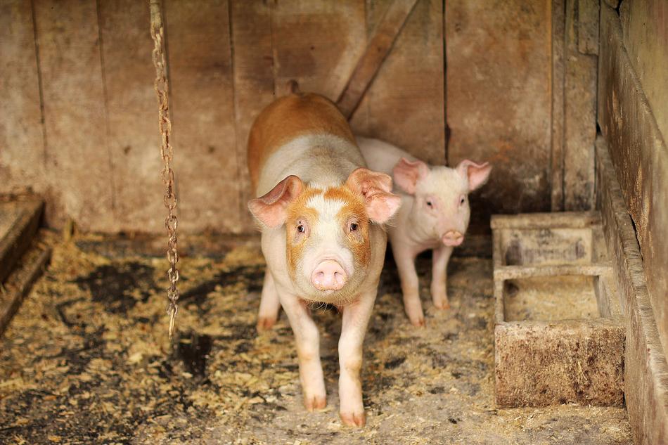 rural Pig Wood Animal