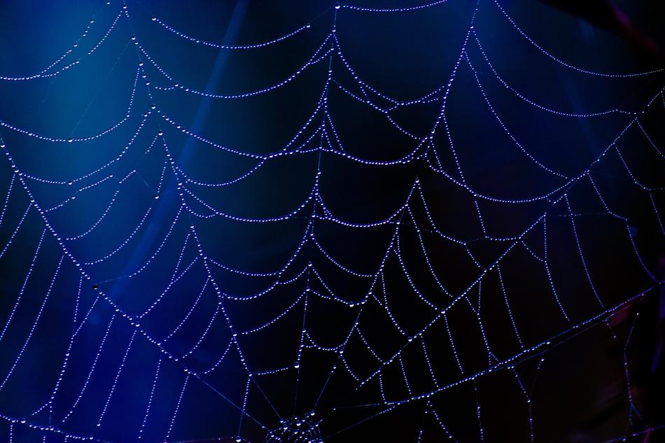 spider web on dark blue background