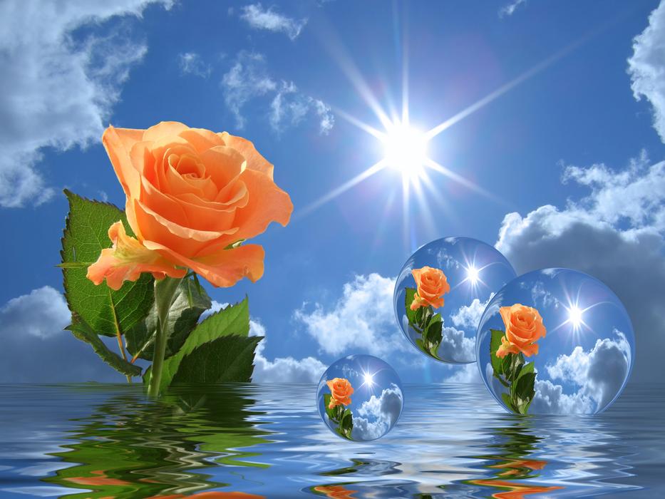 orange roses in the water in the bright sun
