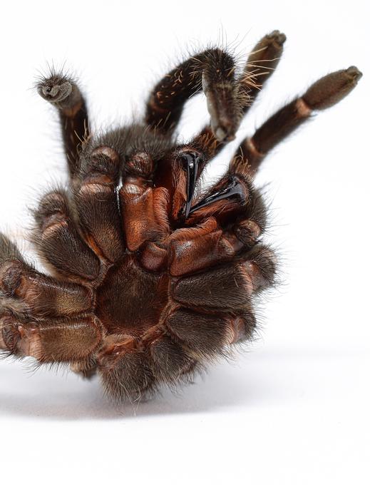 Skinning Tarantula Macro Closeup