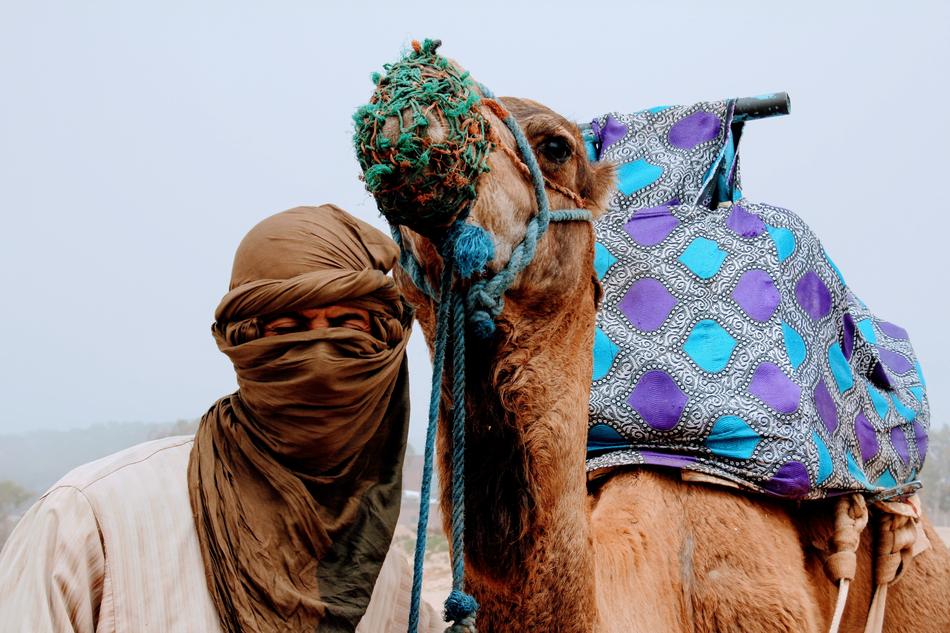 man Camel Love