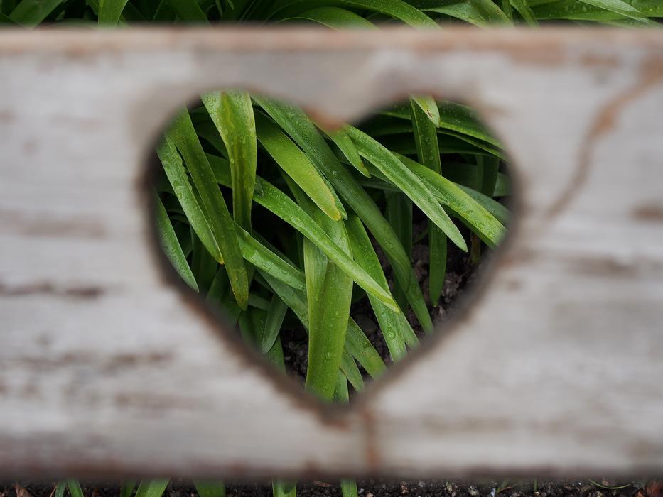 Beautiful view of the green grass in the heart hole in the wooden construction