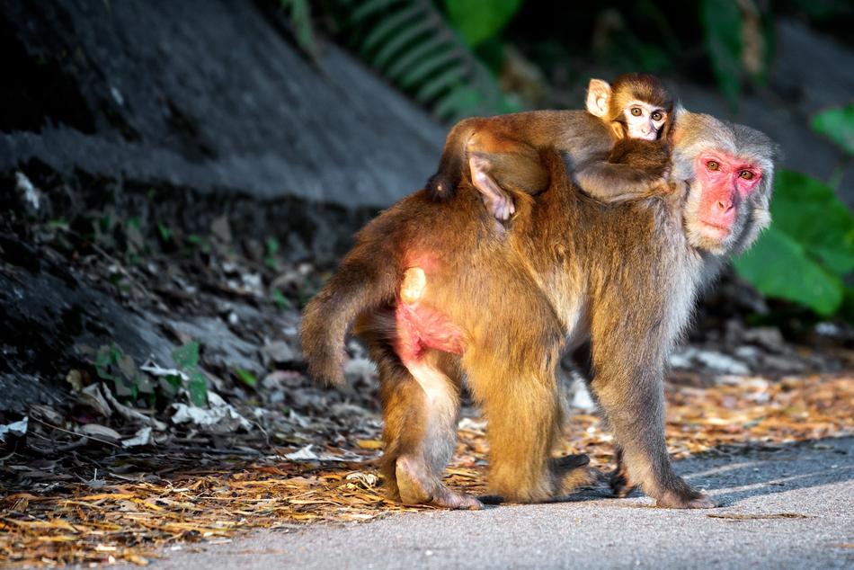 Monkey Parental Animal