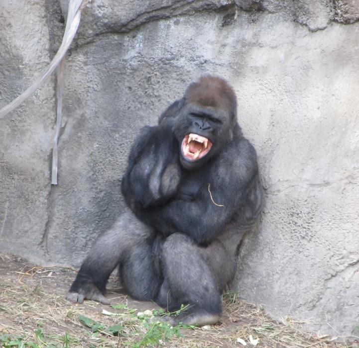 Angry Gorilla Fangs at zoo