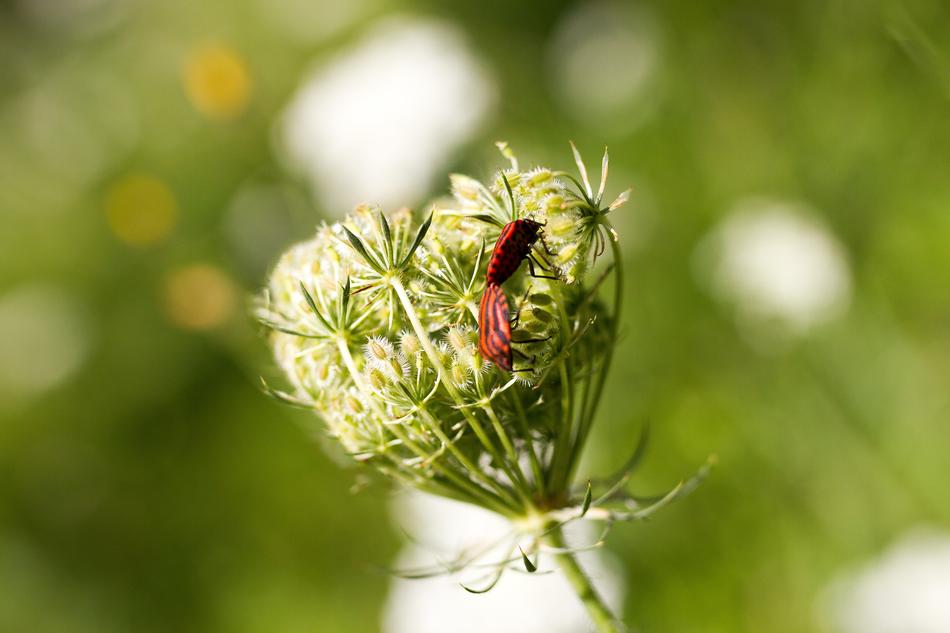 Heart Insects Kiss blur