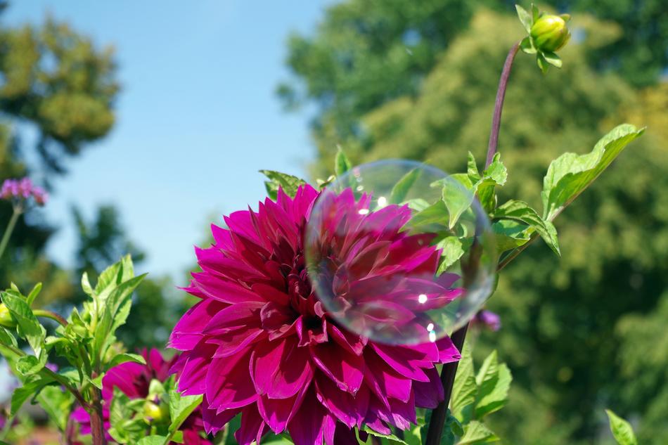 Dahlia and Soap Bubble