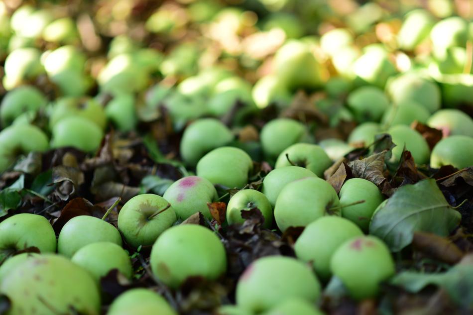 Sad Apples In The Fall