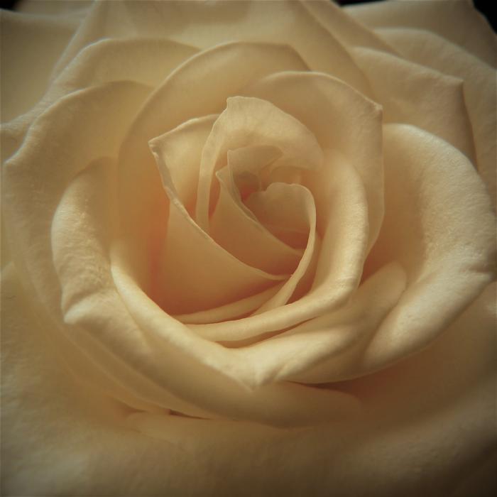 Rose Affection Anniversary petals