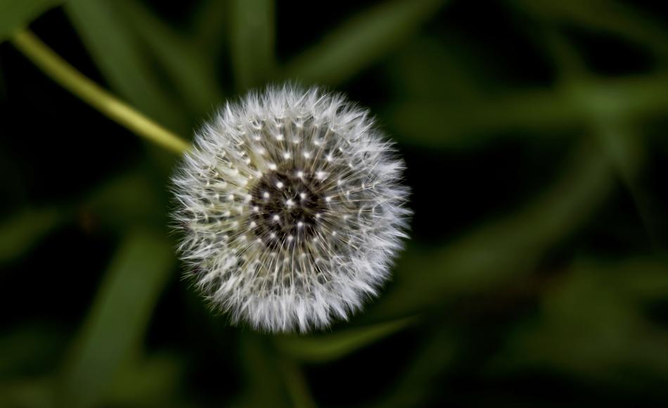 White Flower Garden blur free image download