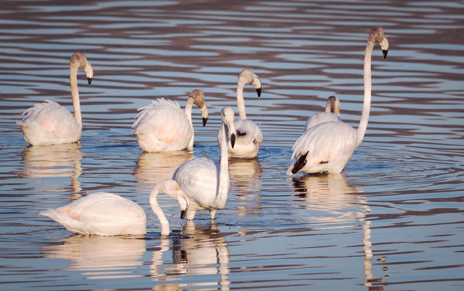 Flamingoes at water