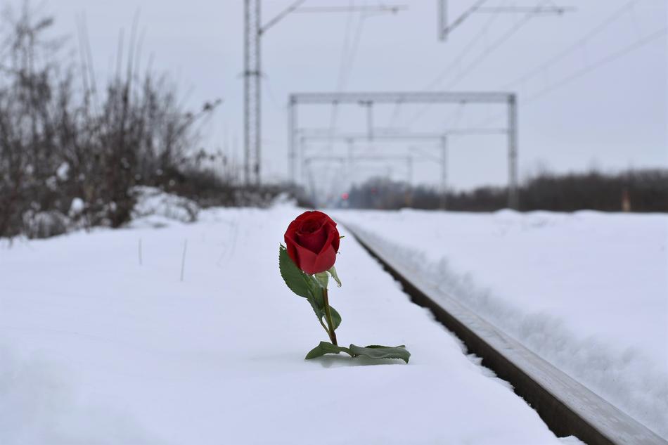 Red Rose In Snow near the rails