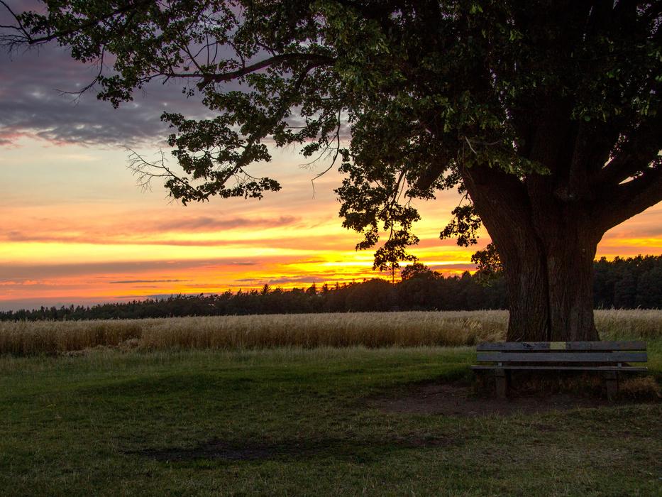 big tree on the background of sunset at dusk