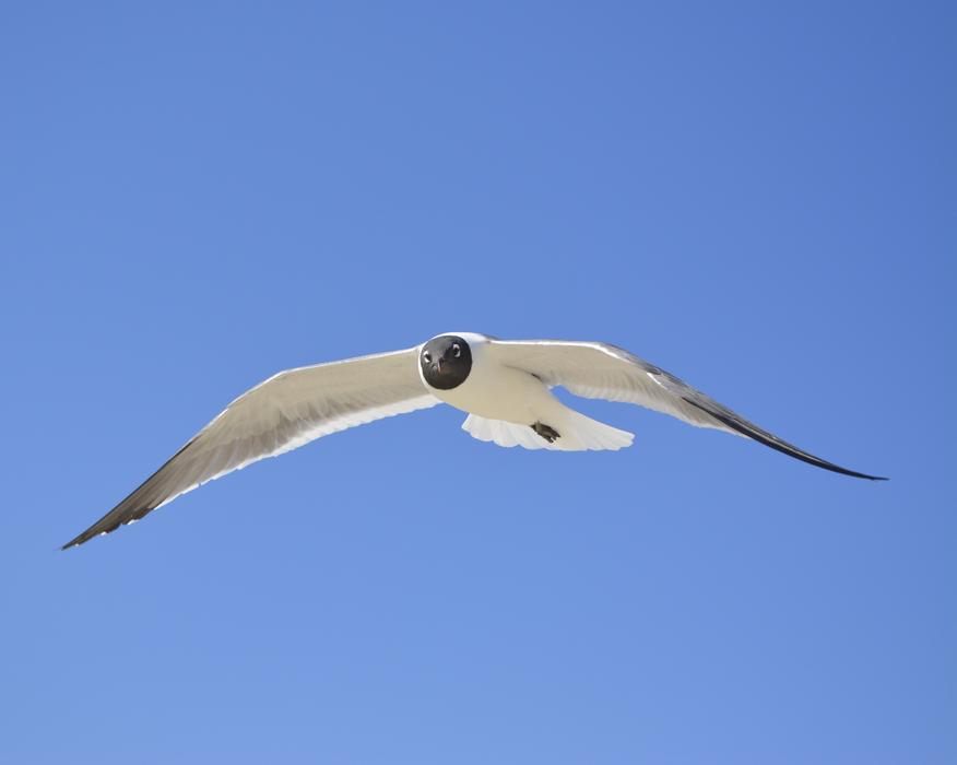 black-headed gull high in the sky