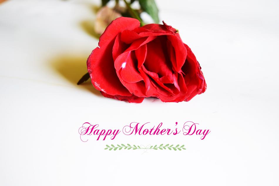 Background Beauty red flower