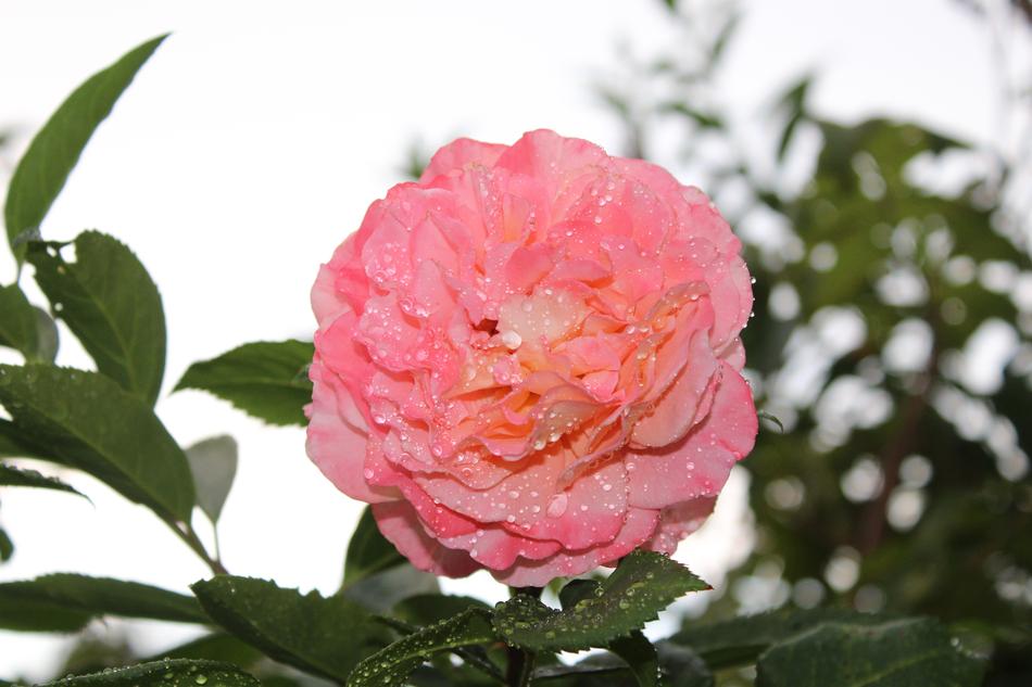 Pink Rose Flower