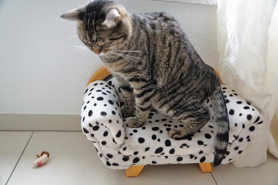 Animal Domestic Cute