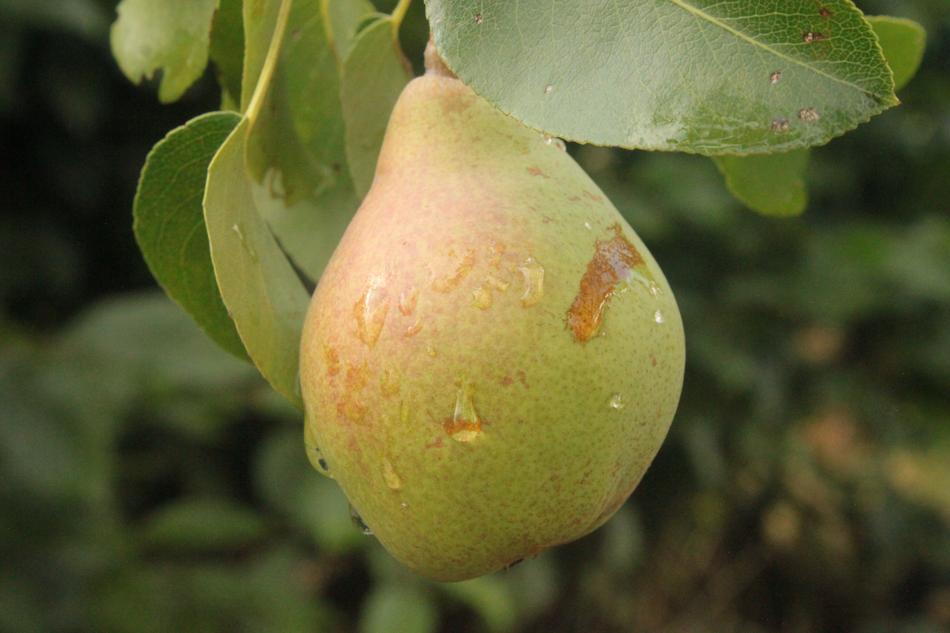 Green Pear at Rain
