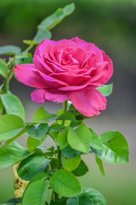 Beautiful pink Rose Background
