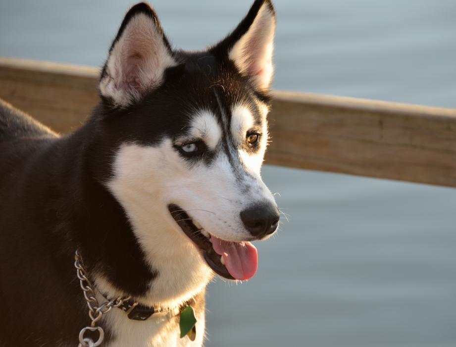 pet, husky with a collar