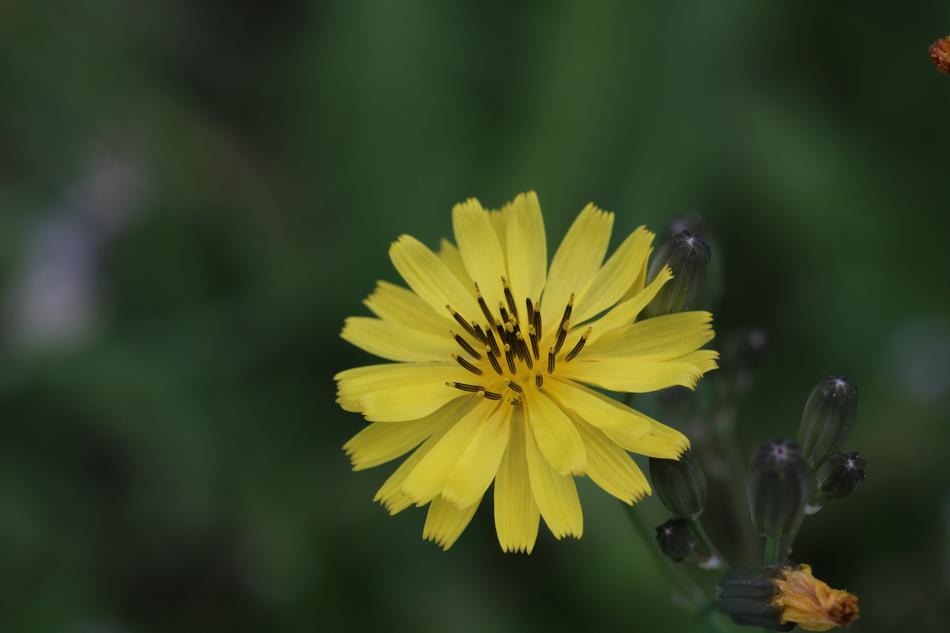 Yellow Pool Flowers