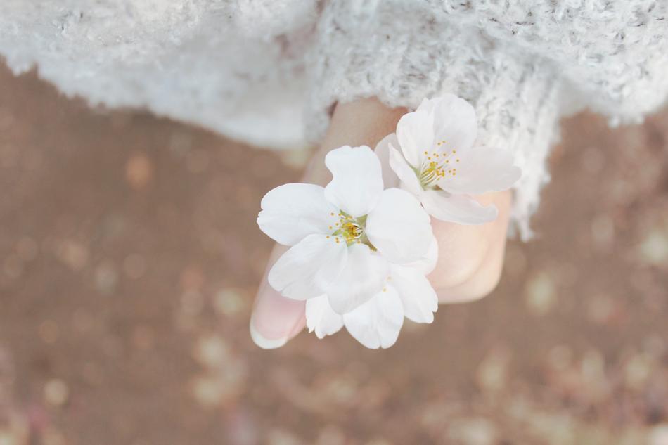 Spring Cherry Blossom