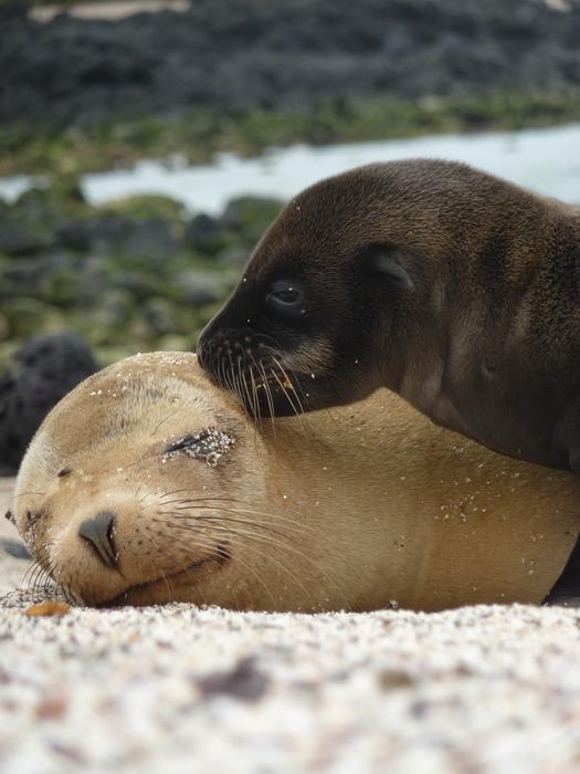 sea lions on the shore