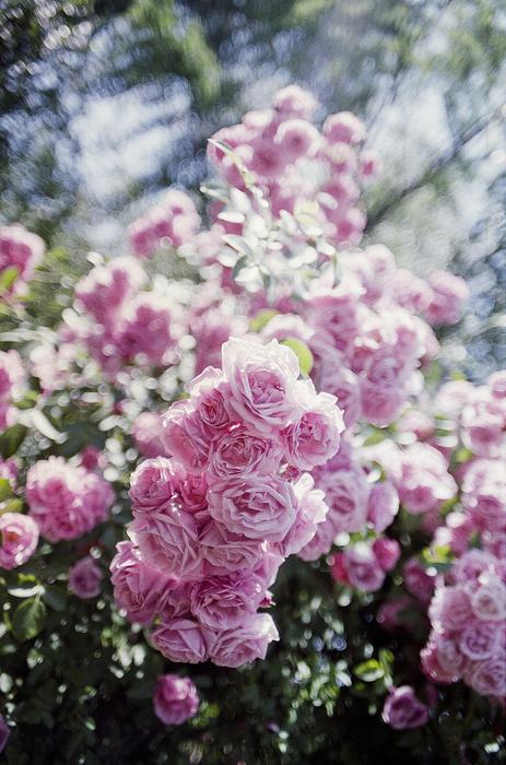 bush with small blooming roses in the garden