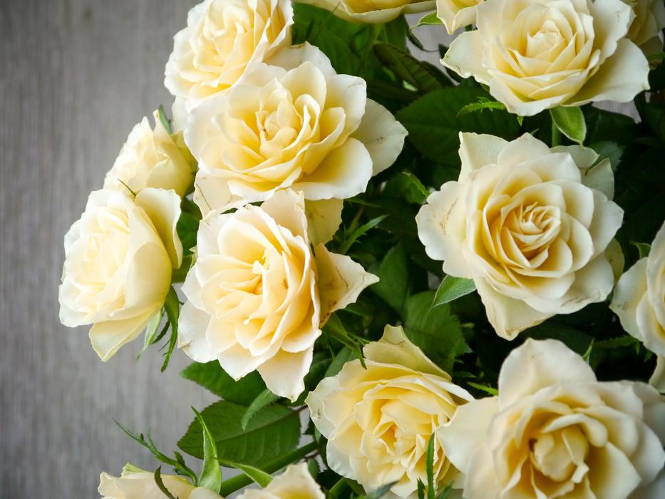 Roses Bouquet Of