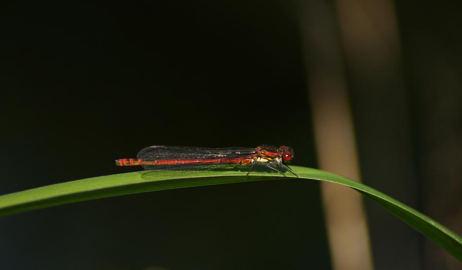 Early Adonis Dragonfly on grass