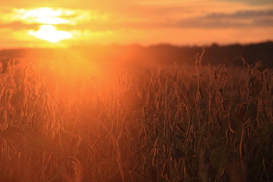 sunset over the field at dusk