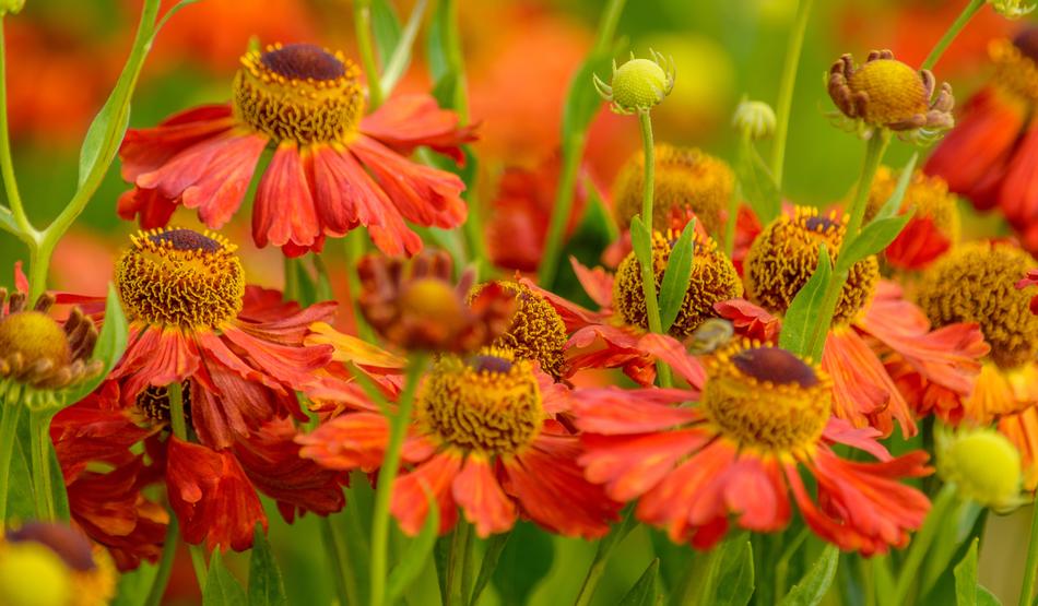 red flowers in a meadow in nature