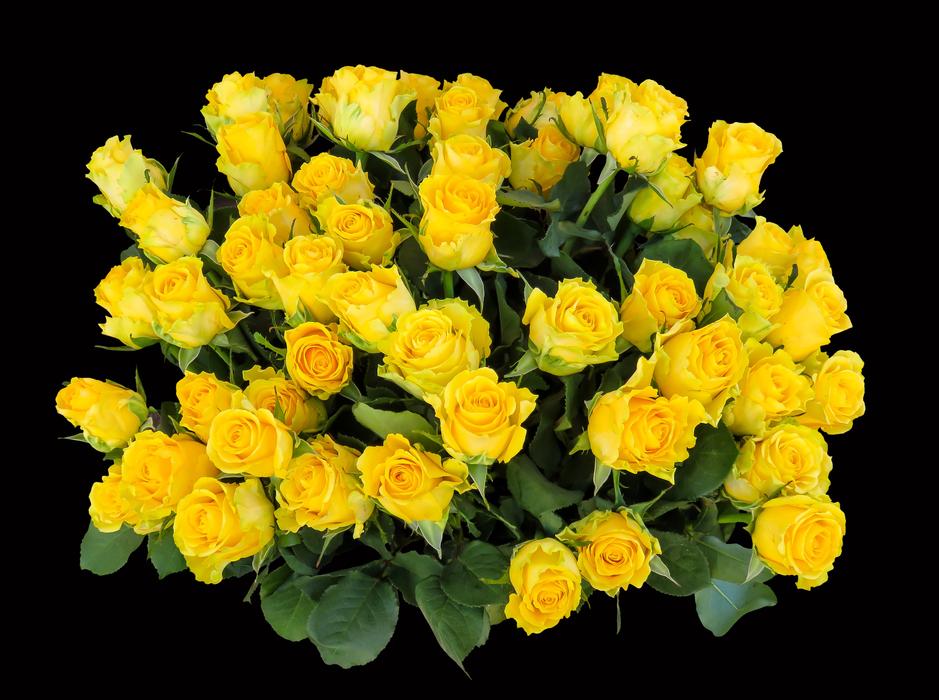 yellow Roses Birthday