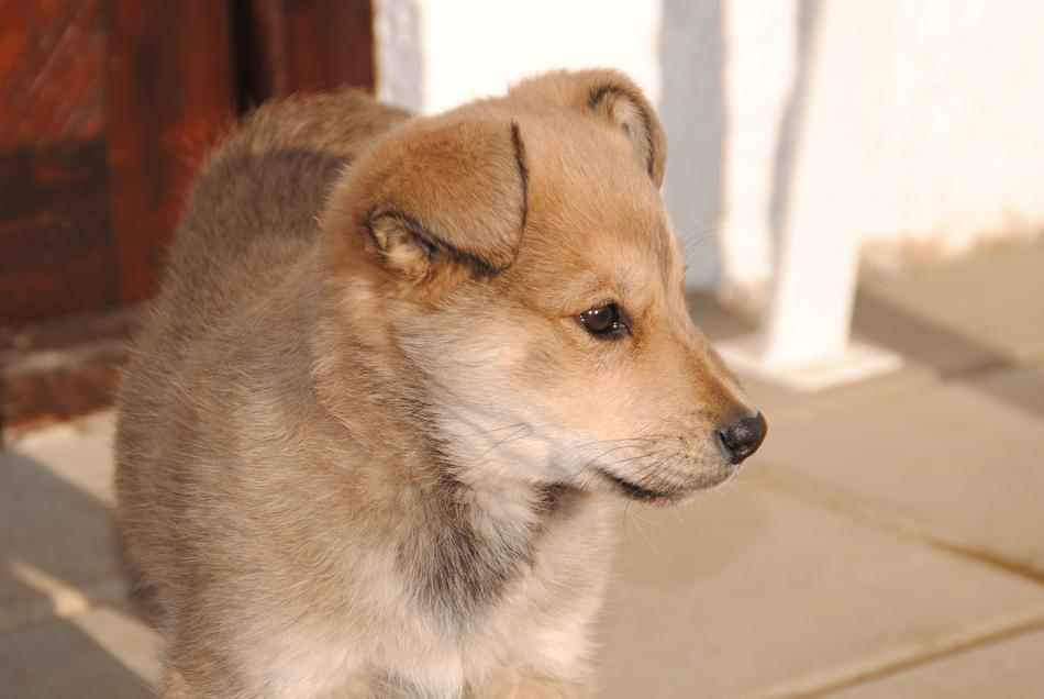 Dog Cute Labka Nature Happy