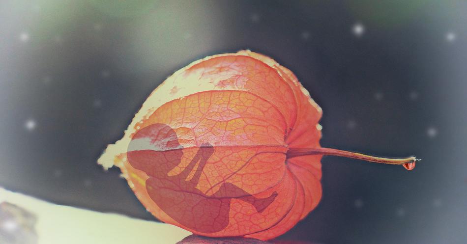 Baby Snow leaf