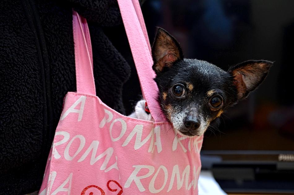 Dog Pet Animal in bag