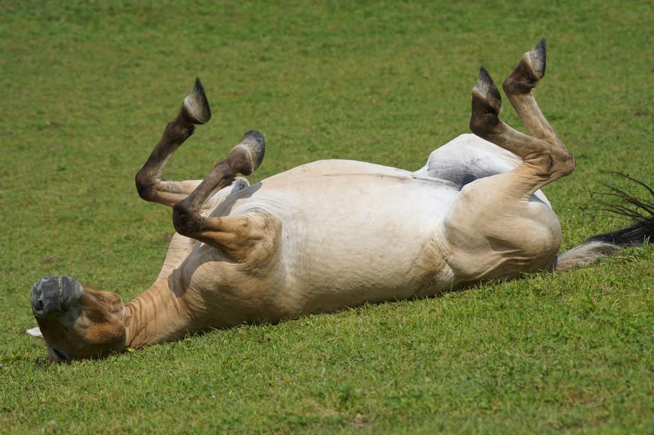 Przewalski Wild Horse on Pasture