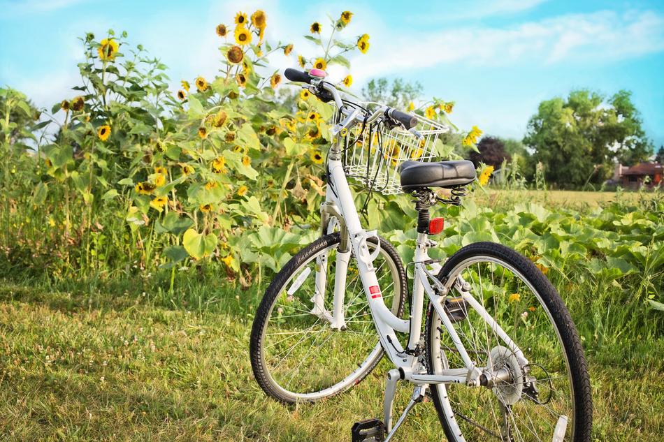 Bicycle Bike and Sunflowers on field