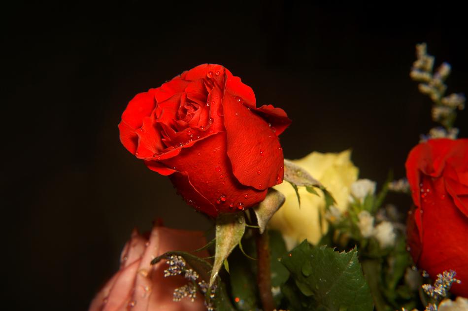 white and Red Rose Flowers