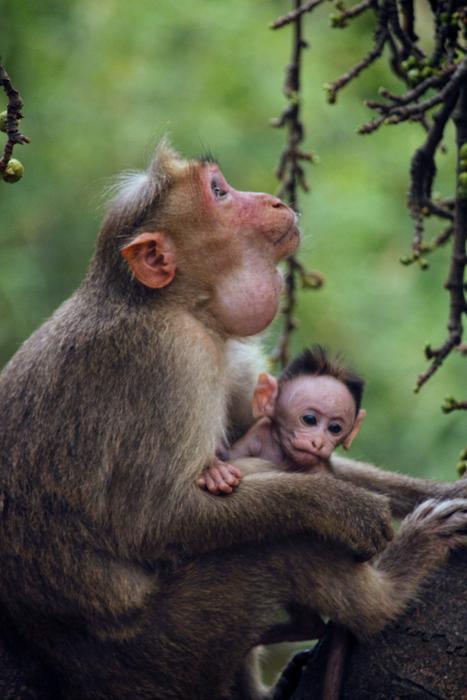 Monkey Mother Child