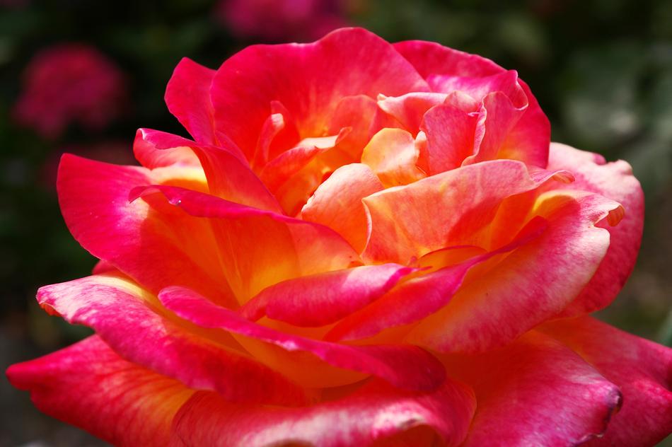 Rose Beauty Blossom
