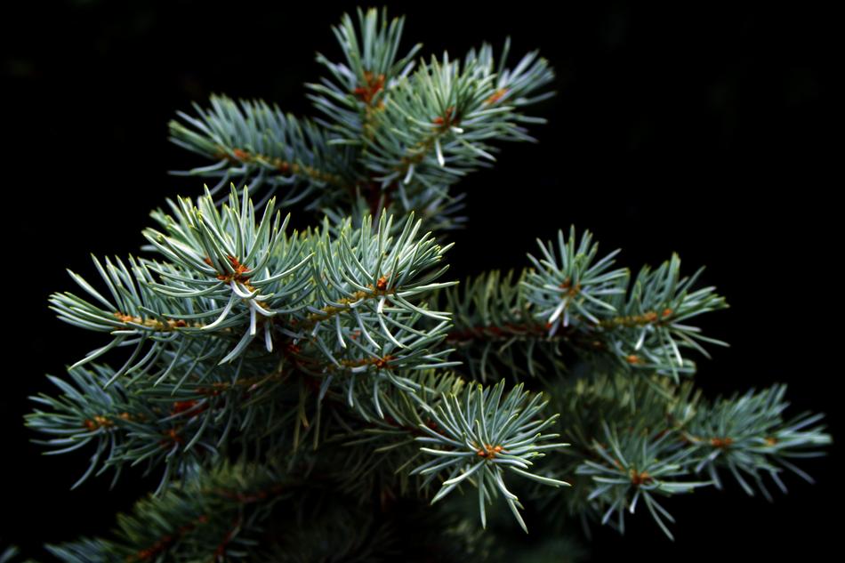 Close-up of the beautiful, green Christmas tree, at black background