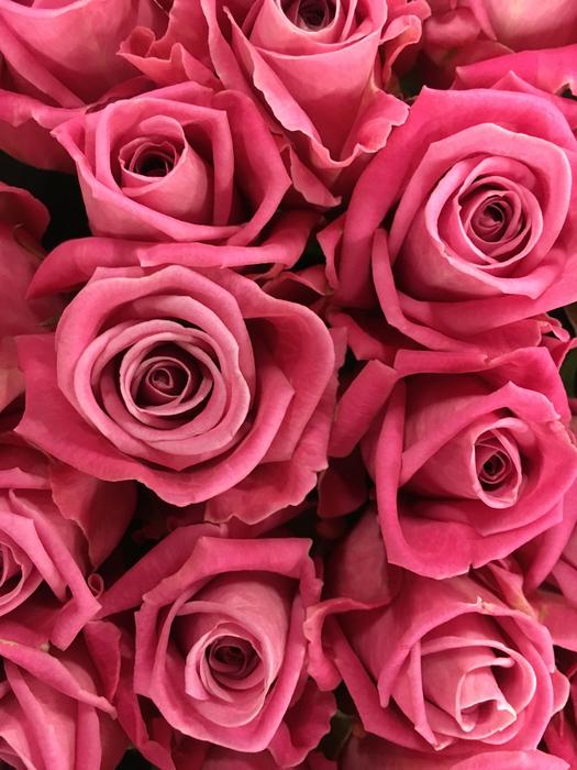 Rose Pink Flowers