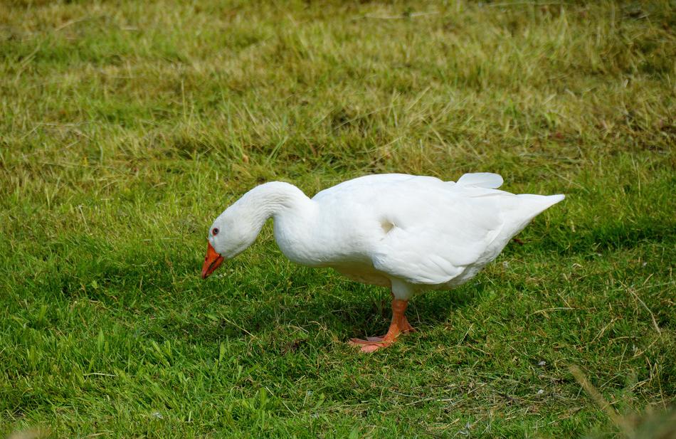 Goose In Happiness Motion