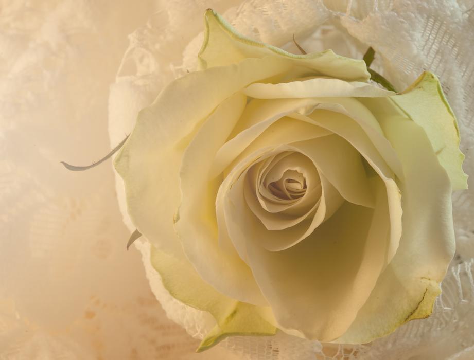 Rose White Lace