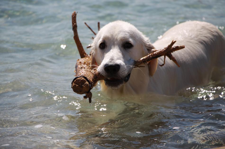 Retriever Dog Golden